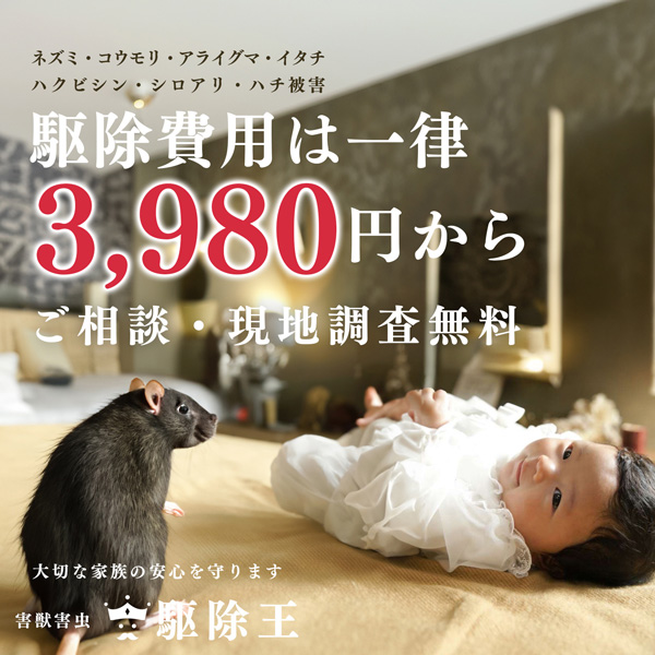 害獣害虫駆除王｜ネズミ・コウモリ・アライグマ・イタチ・ハクビシン・シロアリ・ハチ被害に対応。駆除費用は一律3,980円から、ご相談・現地調査無料